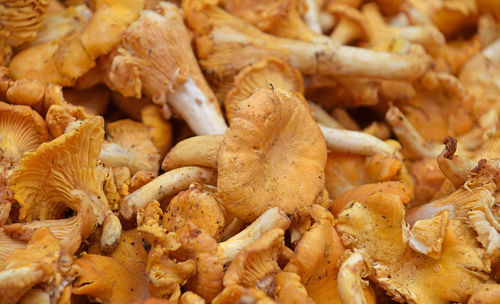 Full frame shot of edible mushrooms for sale at market