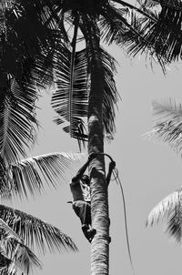 Low angle view of palm tree against clear sky
