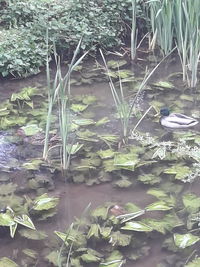 View of birds in water