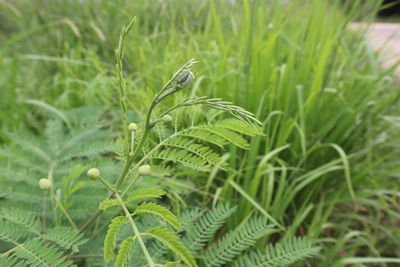 Close-up of fresh green plant on field