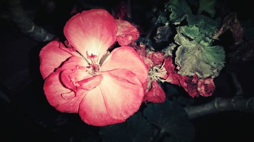 Close-up of pink flowers blooming against black background