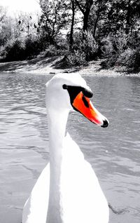 Swan swimming in a lake