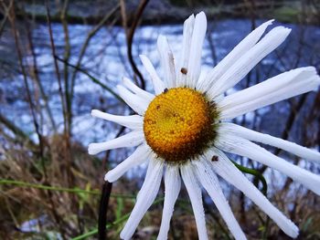 Close-up of white flower