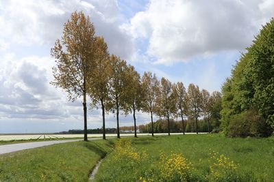 Trees on field against sky