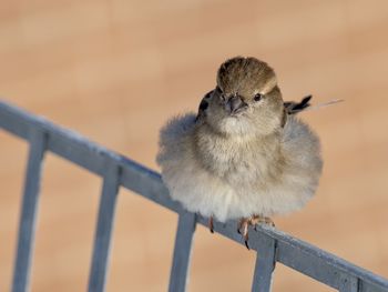 Close-up of bird perching on railing