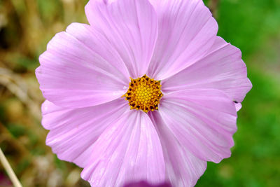 Close-up of pink flower