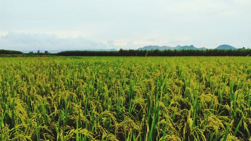 Scenic view of agricultural field against sky