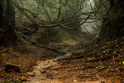 Full frame shot of tree trunks in forest