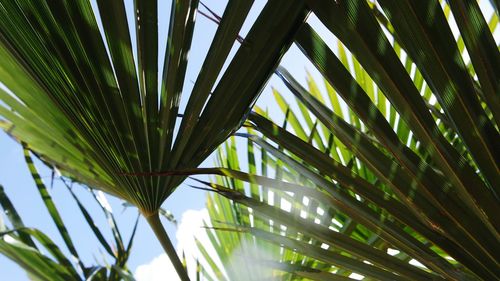 Low angle view of palm tree leaves