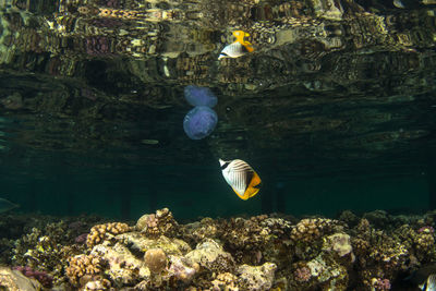 Close-up of fish swimming in aquarium