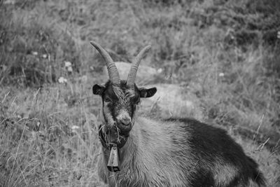 Portrait of horse on field