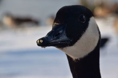 Close-up of duck