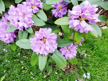 Close-up of pink flowers