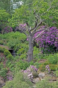 Pink flowers blooming in park