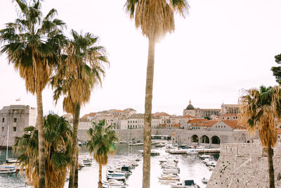 Panoramic view of palm trees and buildings against sky