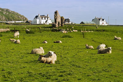 Sheep farm in iona scotland