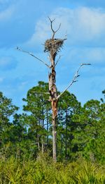 Low angle view of tree against sky