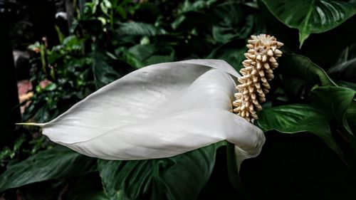 Close-up of flower growing on plant