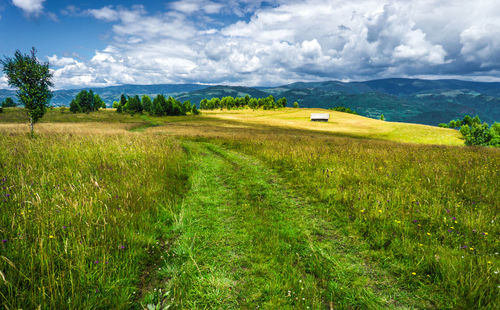 Scenic view of agricultural field against sky