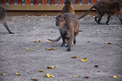 Macaque long tailed monkey, close-up phuket along river genus macaca cercopithecinae thailand asia