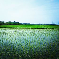 Scenic view of field against clear sky