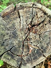 Close-up of tree stump