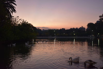 Flock of ducks swimming in lake