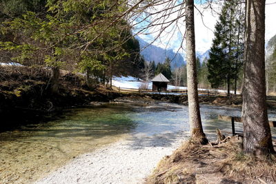 Scenic view of river amidst trees in forest