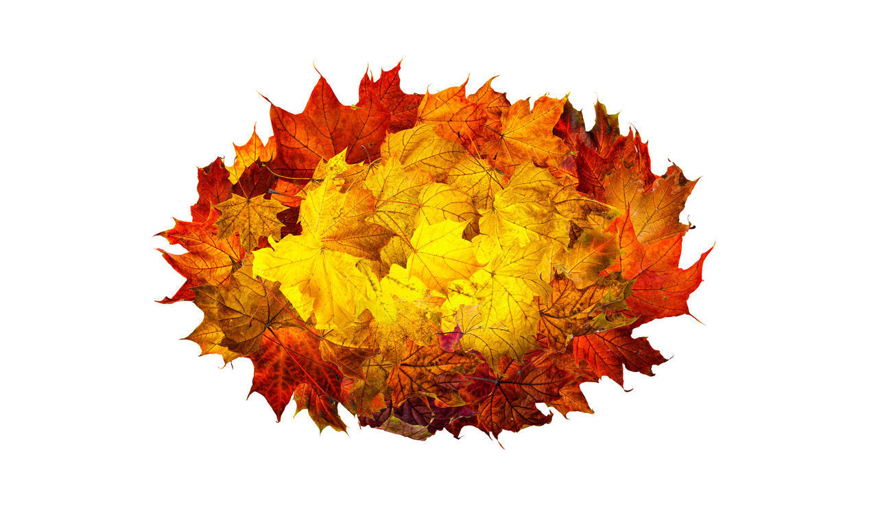 AUTUMN LEAVES ON WHITE BACKGROUND