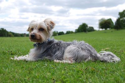 Dog relaxing on grassy field