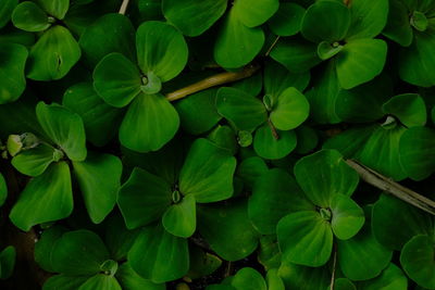 Full frame shot of green leaves on plant