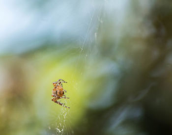 Close-up of spider on web