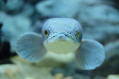 Close-up portrait of a turtle in sea