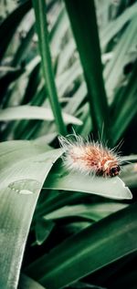 Close-up of insect on leaf