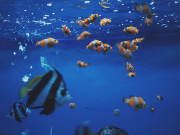 Close-up of fishes swimming in sea