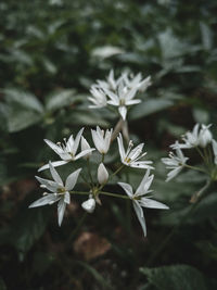 Close-up of white flowering plant