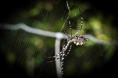 Close-up of spider on web