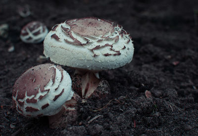 Close-up of mushroom growing on field