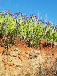 Close-up of blue flowers growing in field