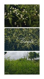 Close-up of plants growing on field