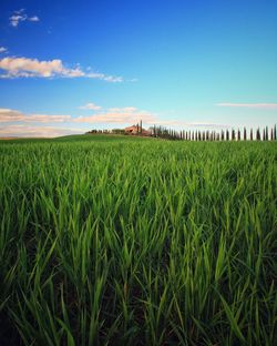 Scenic view of agricultural field against sky