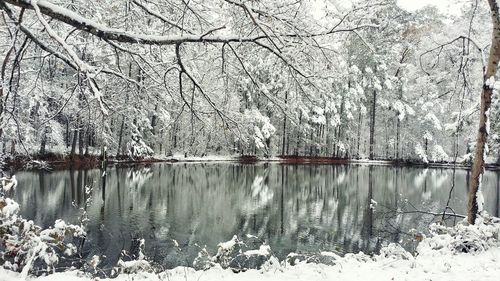 Bare trees by lake during winter