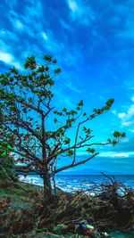 Low angle view of trees against blue sky