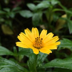 Close-up of yellow flower blooming outdoors