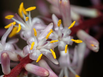 Close-up of yellow flowering plant