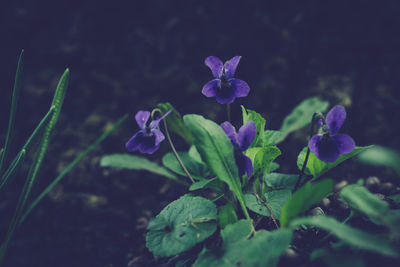 Close-up of purple flowers