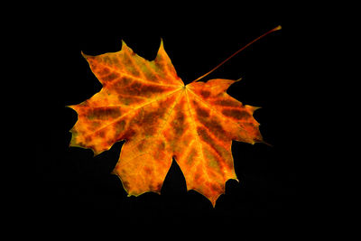 maple leaf