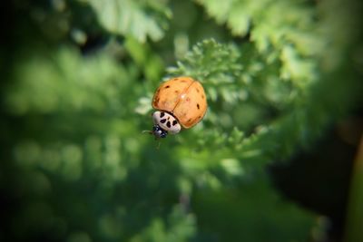 Close-up of ladybug on leaf