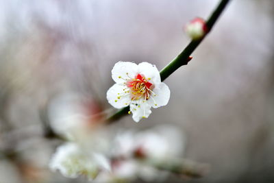 Close-up of white cherry blossom