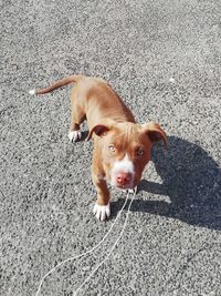 High angle portrait of dog standing on road